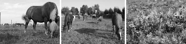 pferde auf der weide