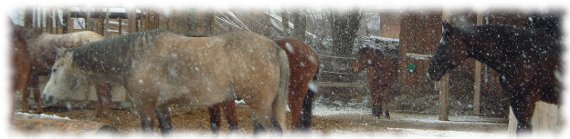 pferde im winter